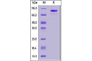 Biotinylated Cynomolgus FAP, His,Avitag on  under reducing (R) condition. (FAP Protein (AA 26-760) (His tag,AVI tag,Biotin))