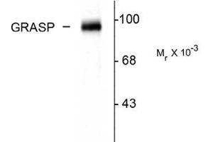 Image no. 1 for anti-GRP1 (General Receptor For phosphoinositides 1)-Associated Scaffold Protein (GRASP) (C-Term) antibody (ABIN303956) (Tamalin/GRASP 抗体  (C-Term))