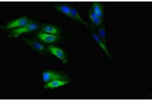 Immunofluorescence (IF) image for anti-SLIT and NTRK-Like Family, Member 5 (SLITRK5) (AA 617-890) antibody (ABIN7169803)