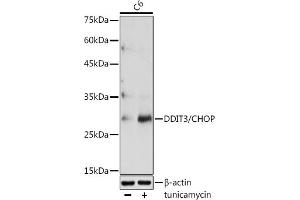 Western blot analysis of extracts of C6 cells, using DDIT3/CHOP antibody (ABIN6131562, ABIN6139460, ABIN6139463 and ABIN6215170) at 1:1000 dilution. (DDIT3 抗体  (AA 1-169))