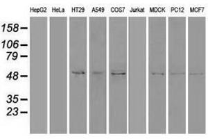Image no. 2 for anti-Sonic Hedgehog (SHH) (AA 24-197) antibody (ABIN1491248) (Sonic Hedgehog 抗体  (AA 24-197))