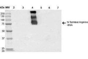 Western Blot analysis of N-terminal Arginine-BSA showing detection of 67 kDa N-terminal Arginylation protein using Mouse Anti-N-terminal Arginylation Monoclonal Antibody, Clone 4A9 . (Arginylation (N-Term) 抗体 (Atto 594))