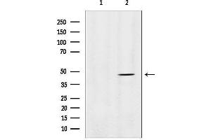 Western blot analysis of lysates from HepG2, using MMP28 Antibody.