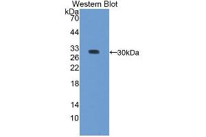 Western blot analysis of the recombinant protein. (Regucalcin 抗体  (AA 65-299))