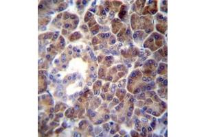 Formalin fixed and paraffin embedded human pancreas tissue reacted with PTDSS2 Antibody (N-term) followed by peroxidase conjugation of the secondary antibody and DAB staining. (PTDSS2 抗体  (N-Term))