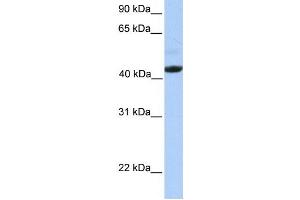 Western Blotting (WB) image for anti-Ectodysplasin A Receptor (EDAR) antibody (ABIN2459324) (EDAR 抗体)