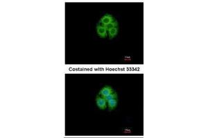 ICC/IF Image Immunofluorescence analysis of methanol-fixed Hep G2, using GLYATL1, antibody at 1:500 dilution. (GLYATL1 抗体)