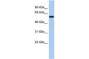 WB Suggested Anti-MINA Antibody Titration: 0. (MINA 抗体  (N-Term))