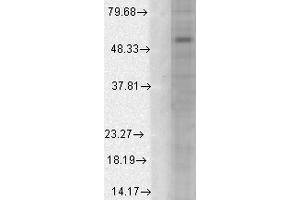 Western Blot analysis of Human Cell line lysates showing detection of GABA A Receptor protein using Mouse Anti-GABA A Receptor Monoclonal Antibody, Clone S95-35 . (GABRA1 抗体  (AA 355-394) (Biotin))