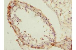 Immunohistochemistry of paraffin-embedded human testis tissue using ABIN7154259 at dilution of 1:100 (NMT2 抗体  (AA 1-120))