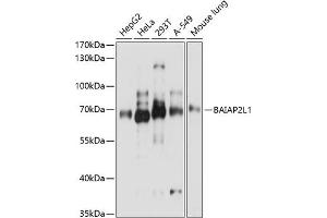 Western blot analysis of extracts of various cell lines, using BL1 antibody (ABIN7265824) at 1:3000 dilution. (BAIAP2L1 抗体  (AA 198-388))
