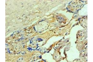Immunohistochemical of paraffin-embedded human placenta tissue using ABIN7137917 at dilution of 1:200 (Hemoglobin 抗体)