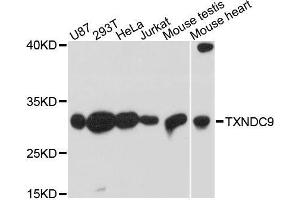 Western blot analysis of extracts of various cell lines, using TXNDC9 antibody. (TXNDC9 抗体  (AA 1-110))