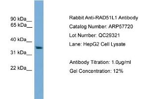 WB Suggested Anti-RAD51L1  Antibody Titration: 0. (RAD51 Homolog B 抗体  (Middle Region))