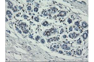 Image no. 8 for anti-Transcription Factor MafB (MAFB) (AA 32-320) antibody (ABIN1491411)