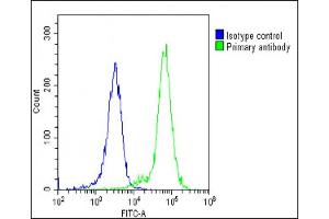 Overlay histogram showing K562 cells stained with (ABIN1881403 and ABIN2838826)(green line). (Hemoglobin, epsilon 1 (HBe1) (AA 55-83) 抗体)