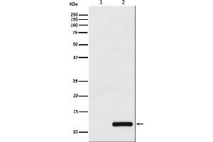 Western blot analysis of CCL4/MIP1 beta expression in (1) THP-1 cell lysate, (2) THP-1 cell treated with PMA+LPS+Brefeldin A.