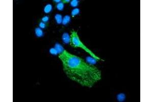 Anti-BEST3 mouse monoclonal antibody (ABIN2453885) immunofluorescent staining of COS7 cells transiently transfected by pCMV6-ENTRY BEST3 (RC218436). (Bestrophin 3 抗体)
