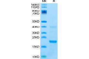 IL-22 Protein (AA 34-179) (His-Avi Tag,Biotin)