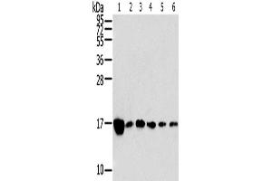 Western Blotting (WB) image for anti-Ribosomal Protein, Large, P2 (RPLP2) antibody (ABIN2424110) (RPLP2 抗体)