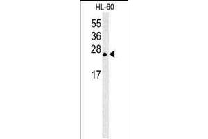 Western blot analysis of anti-Bcl-w BH3 domain Pab (ABIN388097 and ABIN2846167) in HL-60 cell lysate. (BCL2L2 抗体  (AA 24-59))