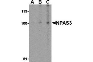 Western Blotting (WB) image for anti-Neuronal PAS Domain Protein 3 (NPAS3) (Middle Region) antibody (ABIN1031026) (NPAS3 抗体  (Middle Region))