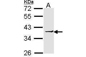 WB Image Sample (30 ug of whole cell lysate) A: H1299 12% SDS PAGE antibody diluted at 1:1000 (EEF1D 抗体)