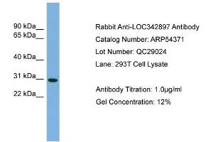 WB Suggested Anti-NCCRP1  Antibody Titration: 0. (NCCRP1 抗体  (N-Term))
