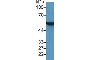 Western Blotting (WB) image for anti-Glial Fibrillary Acidic Protein (GFAP) (AA 1-430) antibody (ABIN7427078)