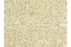 Immunohistochemistry (IHC) image for anti-Nedd4 Family Interacting Protein 1 (NDFIP1) (AA 2-116) antibody (ABIN7161118)