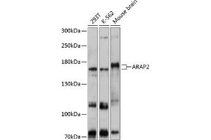 Western blot analysis of extracts of various cell lines, using  antibody (ABIN6129192, ABIN6137061, ABIN6137062 and ABIN6215863) at 1:1000 dilution. (ARAP2 抗体  (AA 1405-1704))