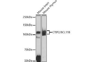 Western blot analysis of extracts of various cell lines, using CTIP2/BCL11B antibody (ABIN7265808) at 1:1000 dilution. (BCL11B 抗体)