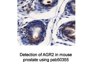 Image no. 1 for anti-Anterior Gradient Homolog 2 (Xenopus Laevis) (AGR2) (AA 50-100) antibody (ABIN363664) (AGR2 抗体  (AA 50-100))