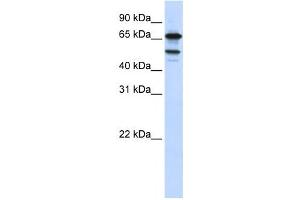 Western Blotting (WB) image for anti-Splicing Factor 4 (SF4) antibody (ABIN2458557) (Splicing Factor 4 抗体)