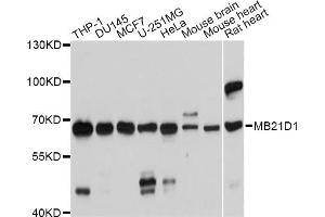 Western blot analysis of extracts of various cell lines, using MB21D1 antibody (ABIN5975830) at 1/1000 dilution. (C6orf150 抗体)