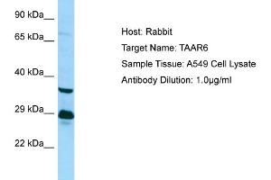 Western Blotting (WB) image for anti-Trace Amine Associated Receptor 6 (TAAR6) (C-Term) antibody (ABIN971839) (TAAR6 抗体  (C-Term))
