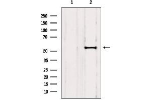 Western blot analysis of extracts from Huvec, using RCN2 Antibody. (RCN2 抗体  (C-Term))