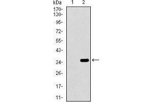 Western Blotting (WB) image for anti-Intestinal Alkaline Phosphatase (ALPI) (AA 397-458) antibody (ABIN1724814)