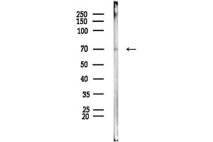 Western blot analysis of lysates from PC12 cells, using TBX2 Antibody at 1/1000 dilution.