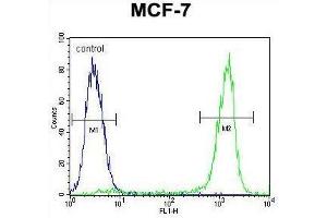 ZNF829 Antibody (Center) flow cytometric analysis of MCF-7 cells (right histogram) compared to a negative control cell (left histogram). (ZNF829 抗体  (Middle Region))
