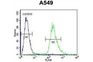 Flow cytometric analysis of A549 cells (right histogram) compared to a negative control cell (left histogram) using  PRR19 Antibody , followed by FITC-conjugated goat-anti-rabbit secondary antibodies. (PRR19 抗体  (Middle Region))