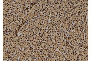 ABIN6272487 at 1/100 staining Mouse kidney tissue by IHC-P. (TMEM37 抗体  (N-Term))