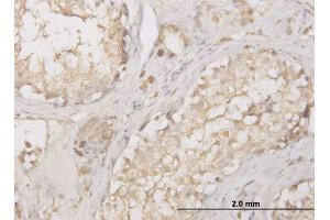Immunoperoxidase of monoclonal antibody to CTSD on formalin-fixed paraffin-embedded human testis. (Cathepsin D 抗体  (AA 26-412))