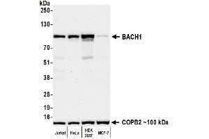 Western Blotting (WB) image for anti-BTB and CNC Homology 1, Basic Leucine Zipper Transcription Factor 1 (BACH1) (AA 650-700) antibody (ABIN7795783)