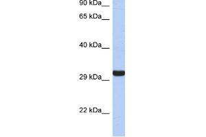 WB Suggested Anti-GZMK Antibody Titration:  0. (GZMK 抗体  (Middle Region))