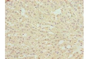 Immunohistochemistry of paraffin-embedded human adrenal gland tissue using ABIN7163048 at dilution of 1:100 (PHF13 抗体  (AA 1-300))