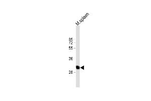 All lanes : Anti-BSND Antibody (C-term) at 1:1000 dilution Lane 1: mouse spleen lysate Lysates/proteins at 20 μg per lane. (BSND 抗体  (C-Term))