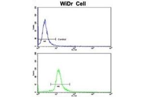 Flow Cytometry (FACS) image for anti-DEAD (Asp-Glu-Ala-Asp) Box Polypeptide 53 (DDX53) antibody (ABIN3003246) (DDX53 抗体)