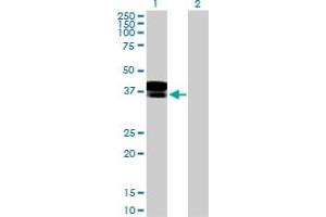 Western Blot analysis of DCN expression in transfected 293T cell line by DCN MaxPab polyclonal antibody. (Decorin 抗体  (AA 1-359))