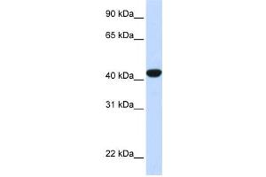 Western Blotting (WB) image for anti-Fumarylacetoacetate Hydrolase (Fumarylacetoacetase) (FAH) antibody (ABIN2458598) (FAH 抗体)